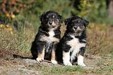 BERGER AUSTRALIEN PUPPIES 155